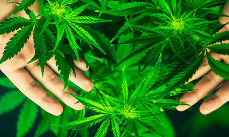 Top 10 Negative Effects of Marijuana